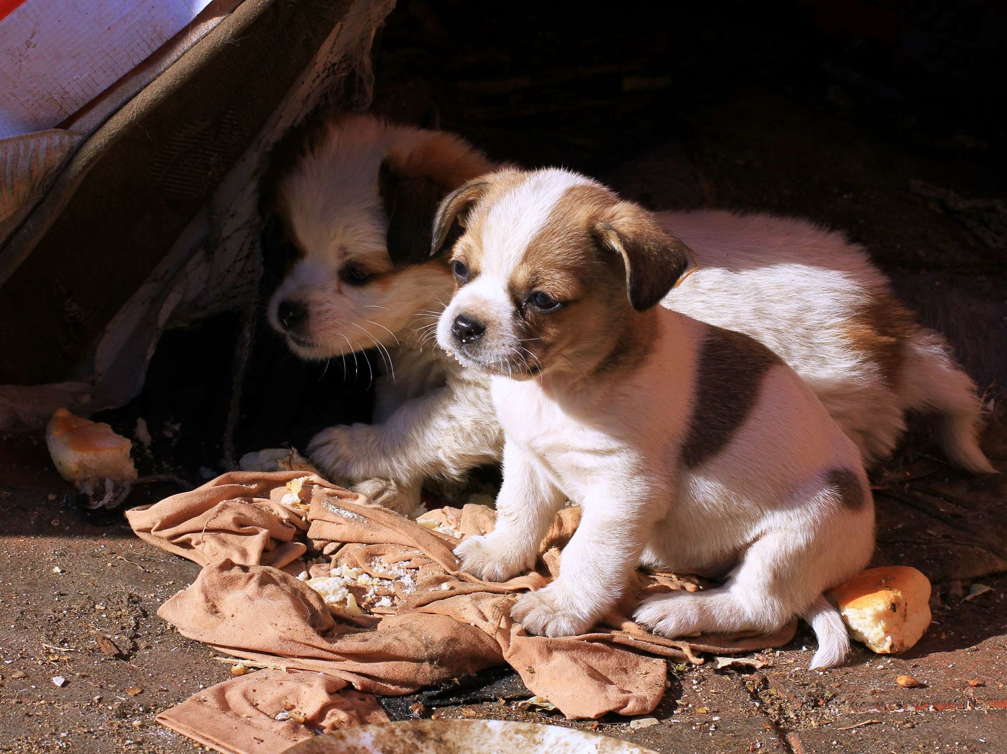 宠物犬被抓走宰杀 处置人员被行拘