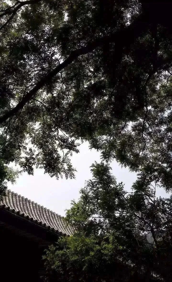 张小泉 胆子太大了