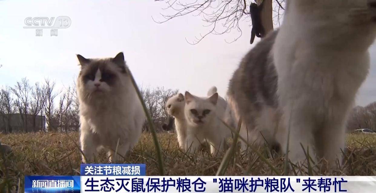 辽宁盘锦40多只猫咪组队守粮仓