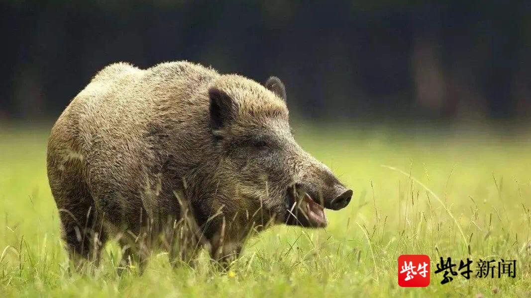 南京一头野猪横渡长江