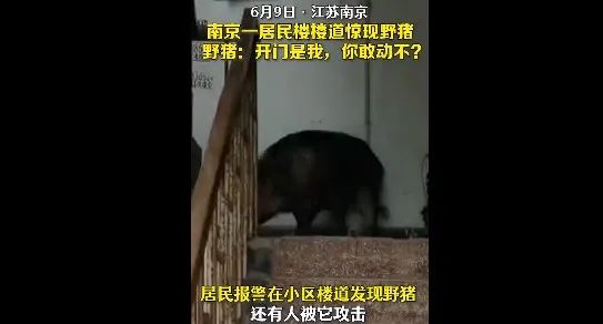 南京一头野猪横渡长江