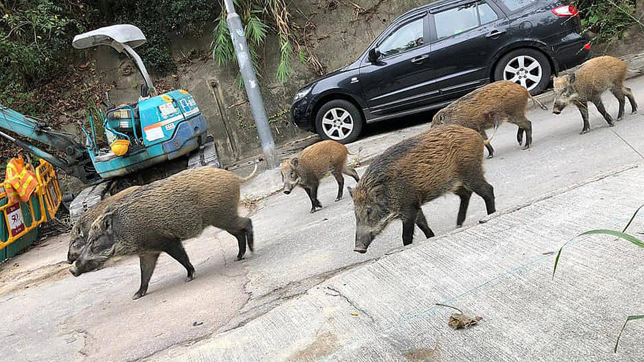 南京一头野猪横渡长江