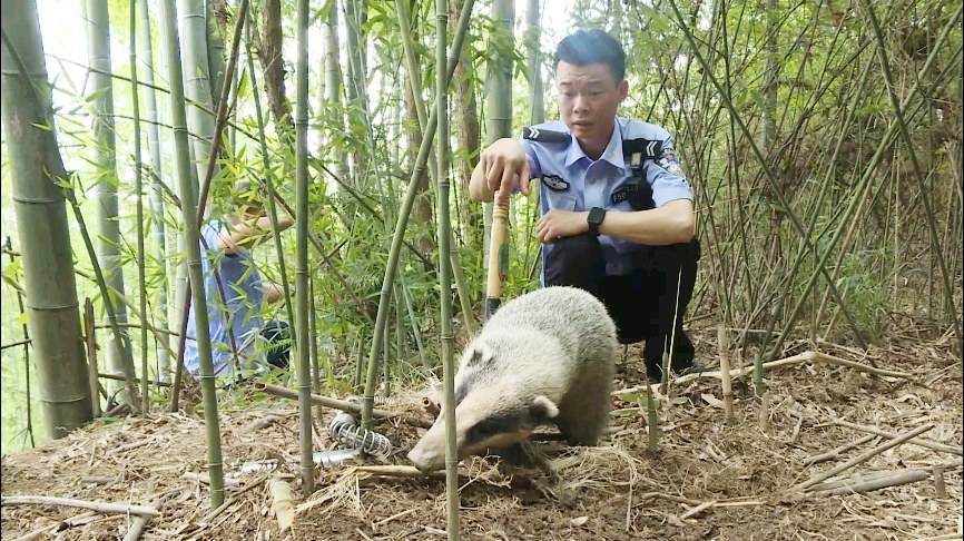 南京一头野猪横渡长江