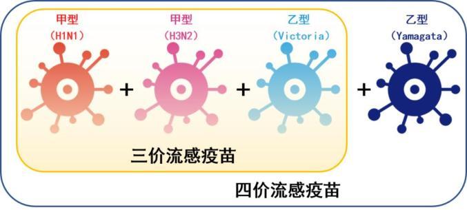 专家：这次大流行或与免疫落差有关