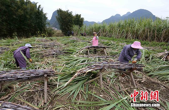 网友近3小时买空18吨滞留甘蔗